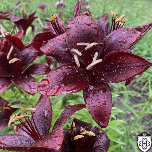 Lilium asiatic 'Nightrider' - Aasia liilia 'Nightrider' C1/1L